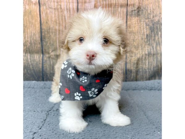 Havanese DOG Male Sable 8967 Petland Athens, OH