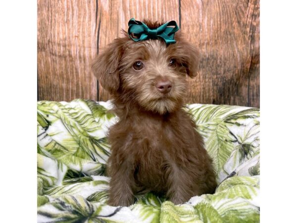 Yorkiepoo DOG Female Chocolate 8977 Petland Athens, OH