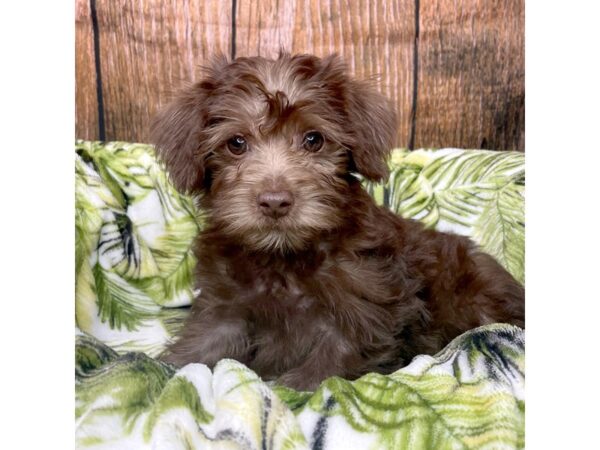 Yorkiepoo DOG Male Chocolate 8976 Petland Athens, OH