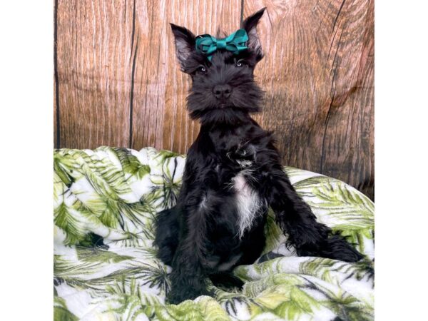 Miniature Schnauzer DOG Female Black 8971 Petland Athens, OH