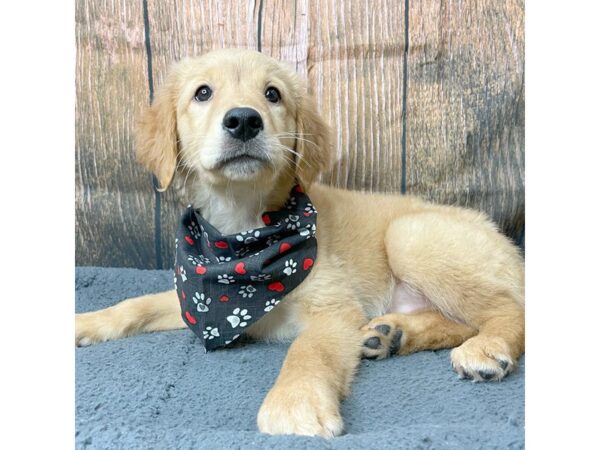 Golden Retriever DOG Female Golden 8960 Petland Athens, OH