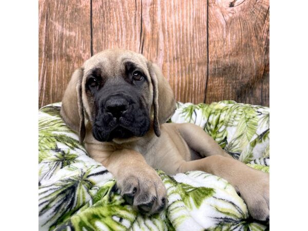 Mastiff DOG Male Fawn 8970 Petland Athens, OH