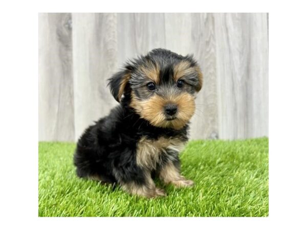 Yorkshire Terrier DOG Male Black / Tan 8984 Petland Athens, OH