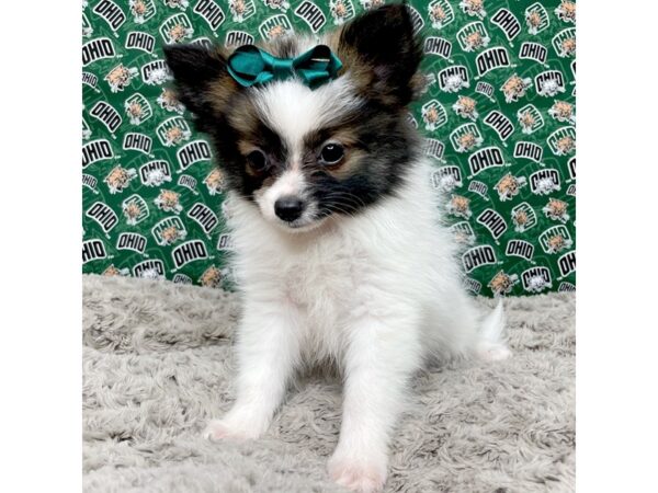 Pomeranian DOG Female Red Sable 8972 Petland Athens, OH