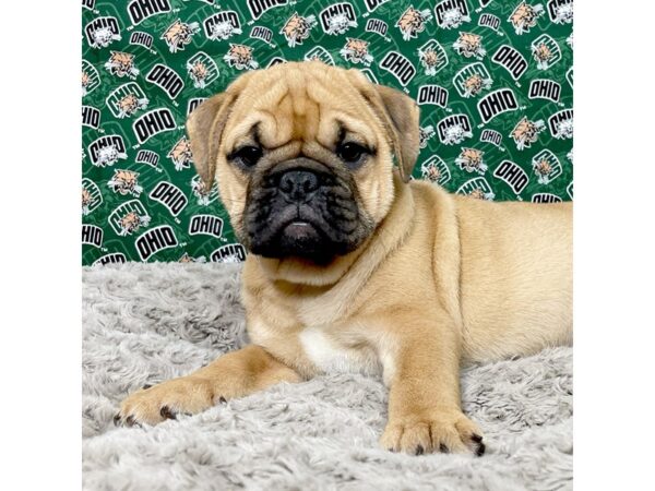 Bulldog-DOG-Female-Fawn-8978-Petland Athens, OH