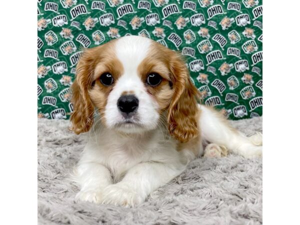 Cavalier King Charles Spaniel-DOG-Male-Blenheim-8979-Petland Athens, OH