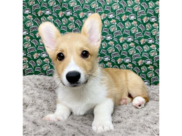 Pembroke Welsh Corgi DOG Male Sable / White 8980 Petland Athens, OH