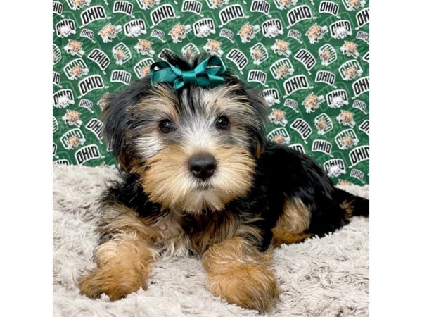 Yorkshire Terrier DOG Female Black / Tan 8981 Petland Athens, OH