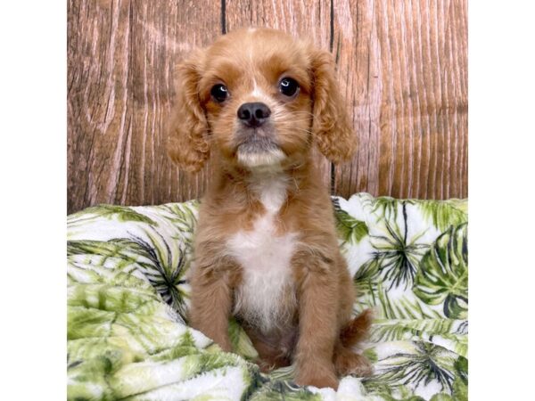 Cavapoo DOG Male Red 8983 Petland Athens, OH