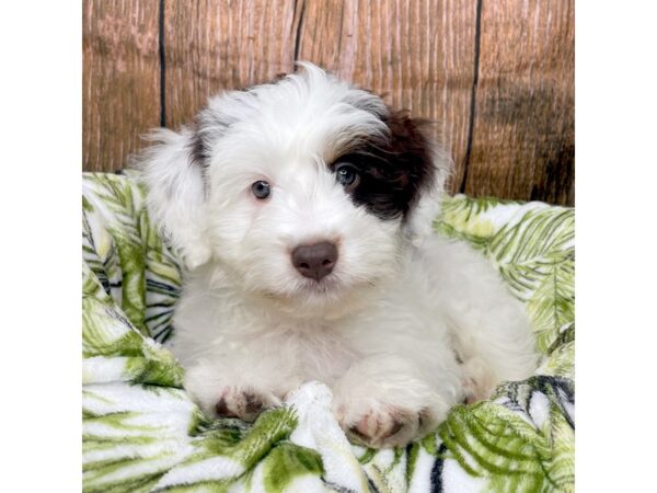 Aussiedoodle DOG Male Chocolate / White 8982 Petland Athens, OH