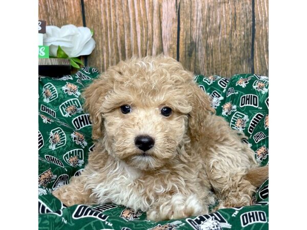 Bichapoo-DOG-Male-Buff-8996-Petland Athens, OH