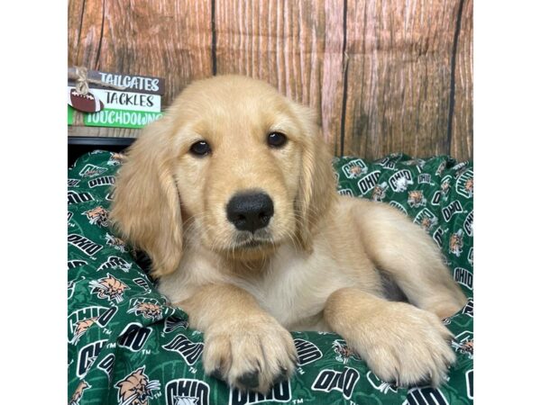 Golden Retriever DOG Male Red 8995 Petland Athens, OH