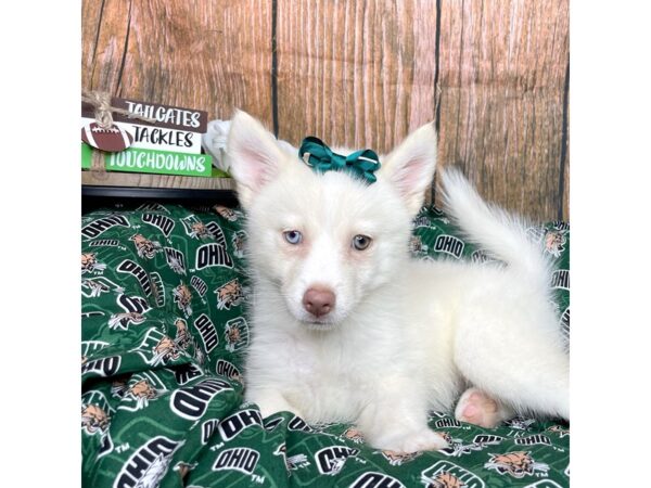 Pomsky DOG Female Cream 8993 Petland Athens, OH