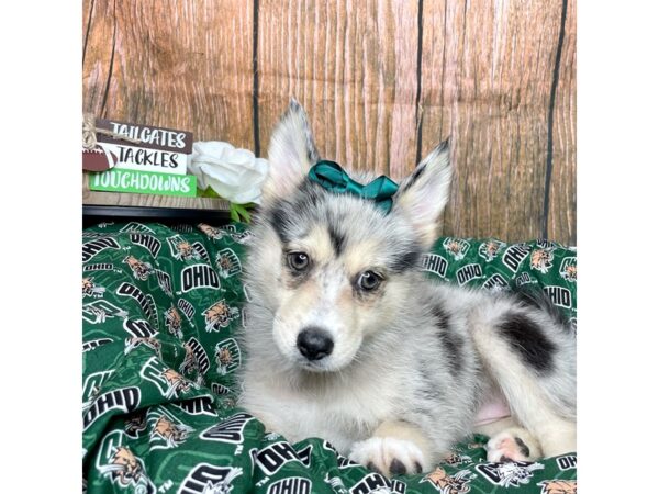 Pomsky-DOG-Female-Blue Merle-8992-Petland Athens, OH