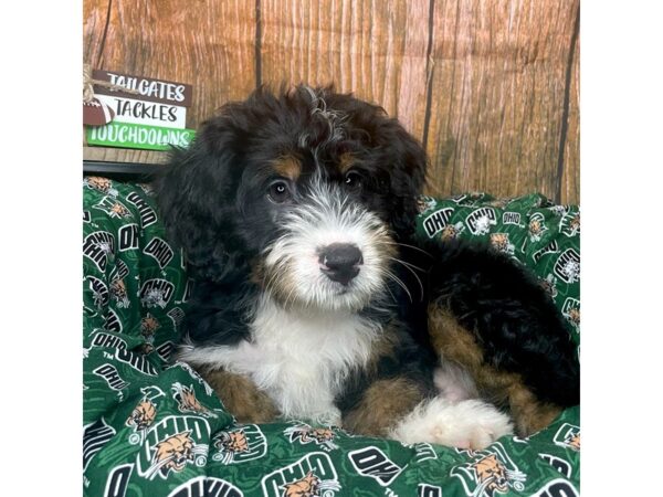 Miniature Bernedoodle DOG Male Tri color 8991 Petland Athens, OH