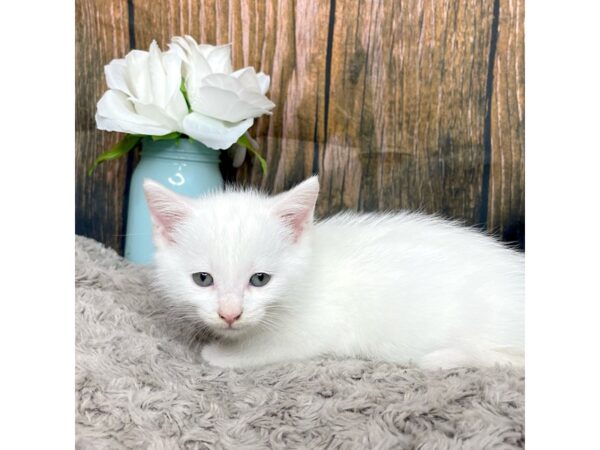 American Mediumhair CAT Male White 8990 Petland Athens, OH