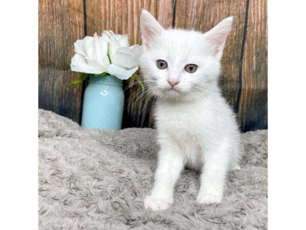 American Shorthair CAT Female White 8986 Petland Athens, OH