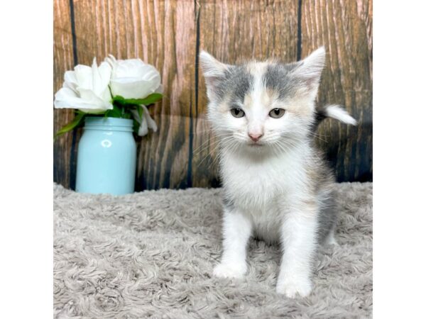 American Shorthair CAT Female Dilute calico 8985 Petland Athens, OH