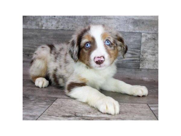 Australian Shepherd DOG Female Red Merle 9006 Petland Athens, OH