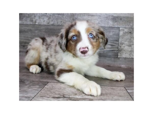 Miniature Australian Shepherd DOG Female Red Merle 9006 Petland Athens, OH