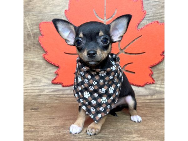 Chihuahua-DOG-Male-Black & tan-8997-Petland Athens, OH