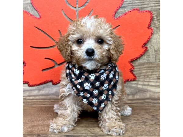 Miniature Poodle DOG Male Apricot 8999 Petland Athens, OH