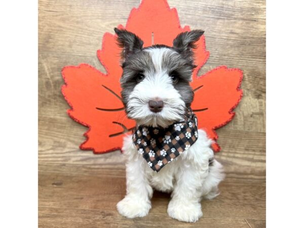 Mini Schnauzer-DOG-Female-Parti-9010-Petland Athens, OH