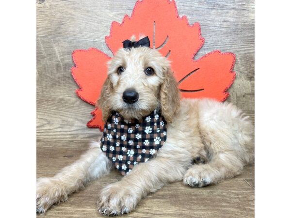 F1 Standard Goldendoodle-DOG-Female-Golden-9009-Petland Athens, OH