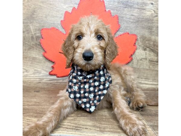 F1 Standard Goldendoodle-DOG-Male-Apricot-9008-Petland Athens, OH