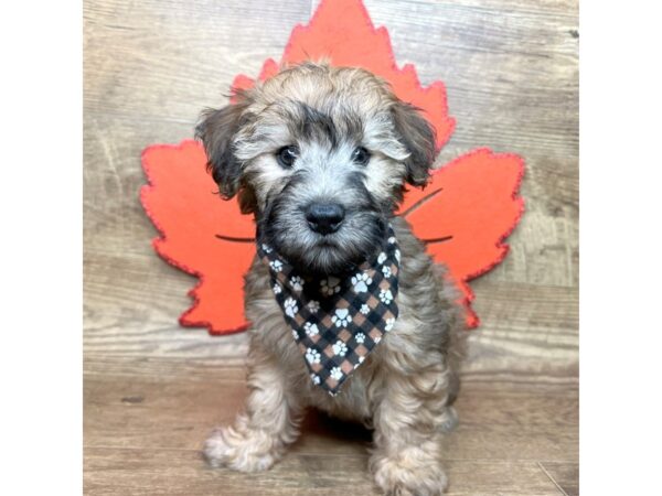 Whoodle Mini-DOG-Female-Wheaten-9007-Petland Athens, OH