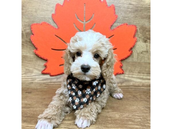 Poodle-DOG-Male-Apricot-9005-Petland Athens, OH