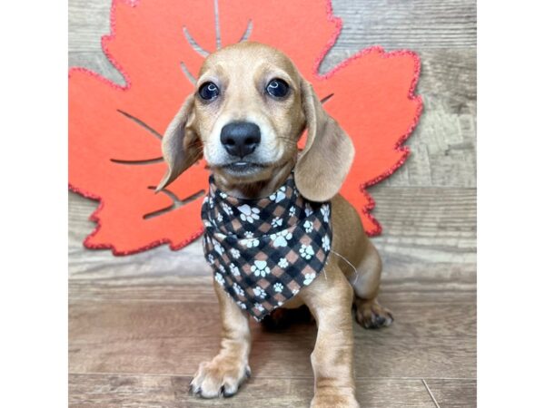 Dachshund DOG Male Red 9004 Petland Athens, OH