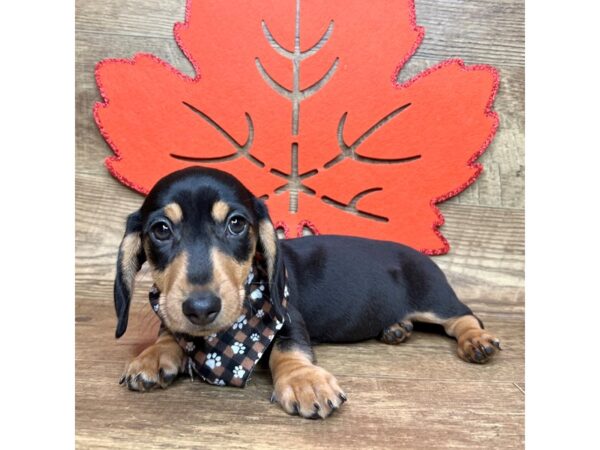 Dachshund DOG Male Black / Tan 9003 Petland Athens, OH