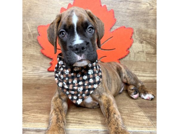 Boxer DOG Male Brindle 9002 Petland Athens, OH