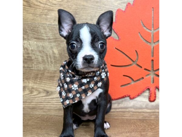 Boston Terrier DOG Female Black / White 9001 Petland Athens, OH