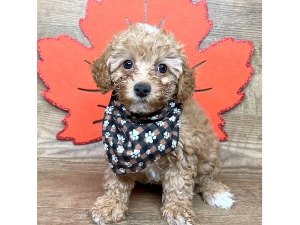 Miniature Poodle DOG Male Apricot 9000 Petland Athens, OH