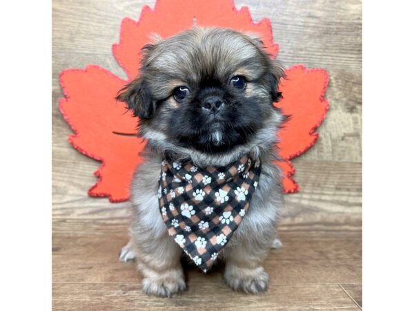 Pekingese DOG Male Brown 8998 Petland Athens, OH