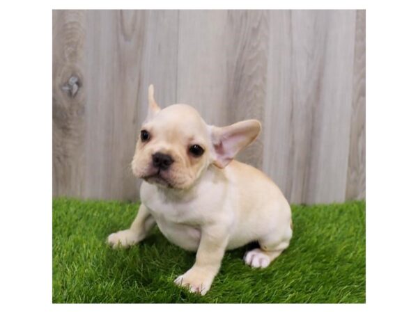 French Bulldog DOG Male Cream 9013 Petland Athens, OH