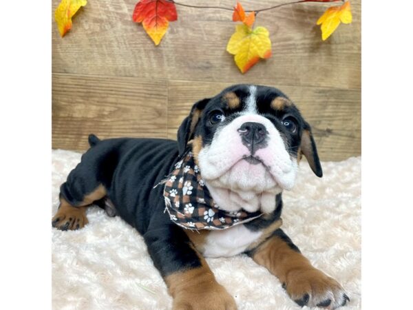 Bulldog DOG Male Black White / Tan 9017 Petland Athens, OH