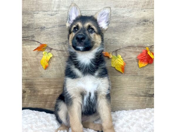 German Shepherd Dog DOG Female Black / Tan 9016 Petland Athens, OH