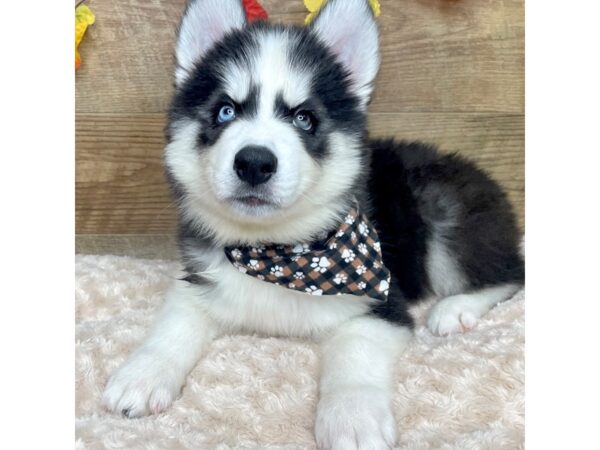 Siberian Husky-DOG-Male-Black / White-9015-Petland Athens, OH