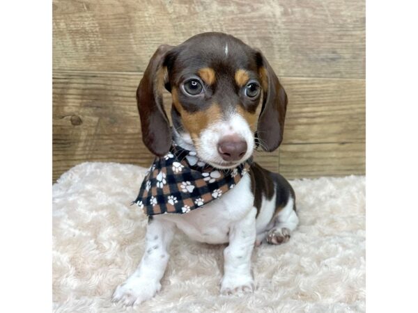 Dachshund DOG Female White / Chocolate 9011 Petland Athens, OH