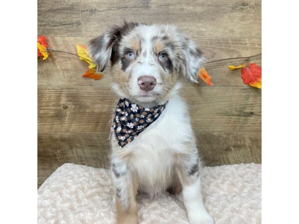 Australian Shepherd DOG Male Red Merle 9018 Petland Athens, OH