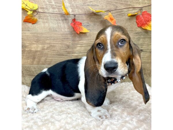 Basset Hound DOG Male Black Tan / White 9019 Petland Athens, OH