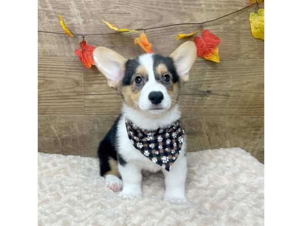 Pembroke Welsh Corgi DOG Male Black Tan / White 9020 Petland Athens, OH