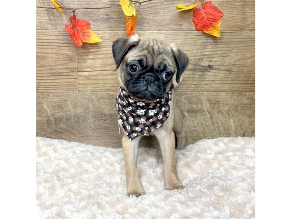 Pug DOG Female Fawn 9021 Petland Athens, OH