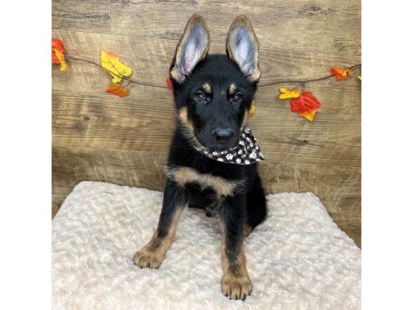 German Shepherd Dog-DOG-Male-Black / Tan-9022-Petland Athens, OH