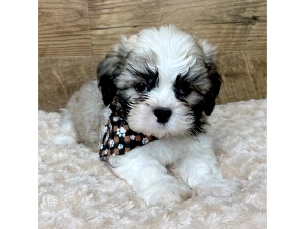 Shih Tzu DOG Male Brown / White 9023 Petland Athens, OH