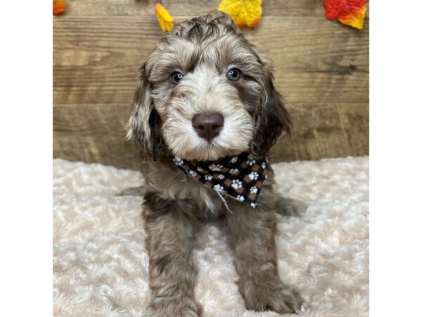 Aussiedoodle-DOG-Female-Chocolate Merle-9024-Petland Athens, OH