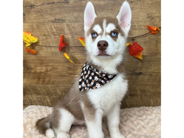 Siberian Husky DOG Female Red & white 9026 Petland Athens, OH